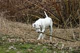 DOGUE ARGENTIN 532